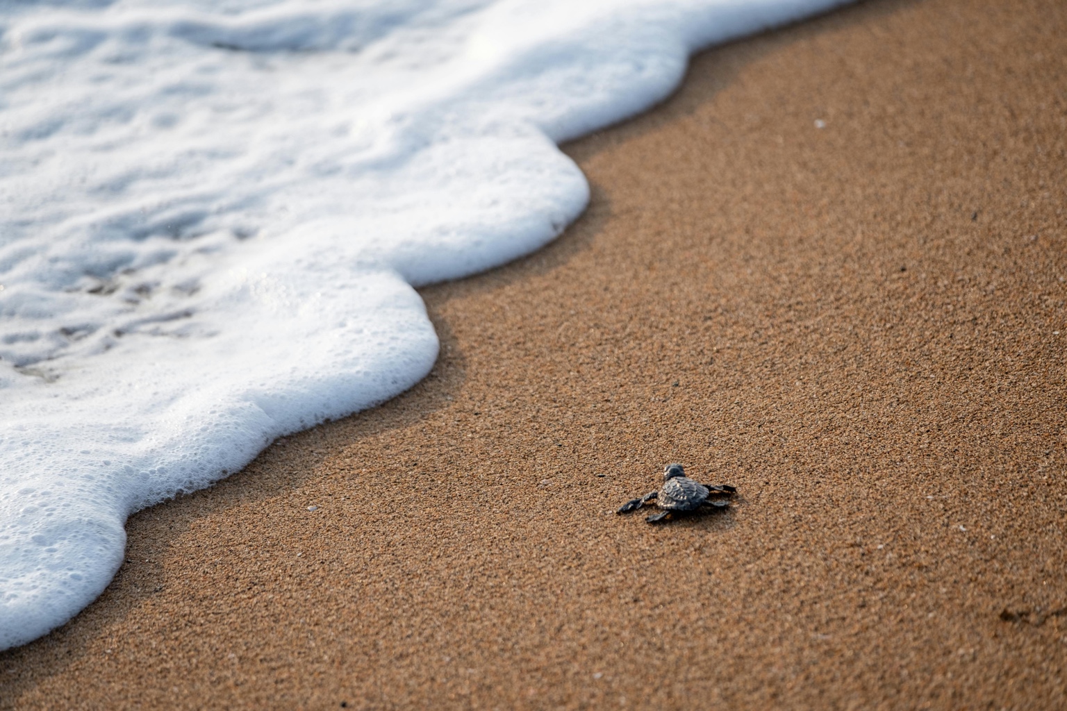 Baby turtle near surf